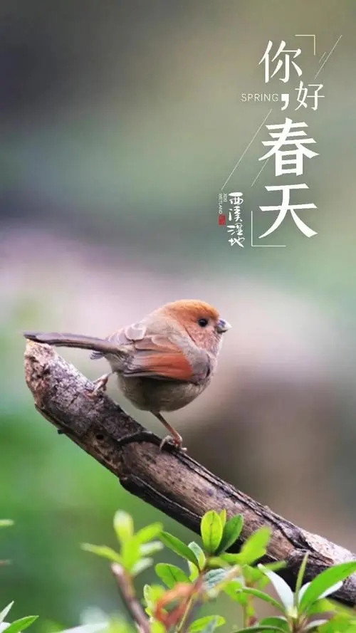 请欣赏《写给春天的心语》作者 乡音//主播 安然//编辑 福音【中国长江文学社】有声文学平台[第8533期]（图3）