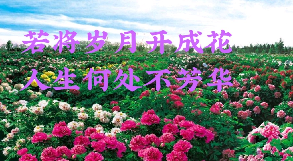 【重磅推出花好月圆夙梦成真】鲁坡//历尽繁华守望初心（图9）