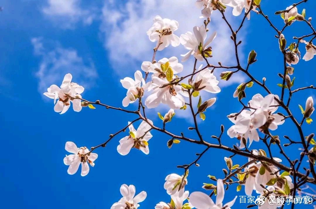 最美的歌唱给春天 ‖ 作者/峰哥 朗诵/魏娟（图5）