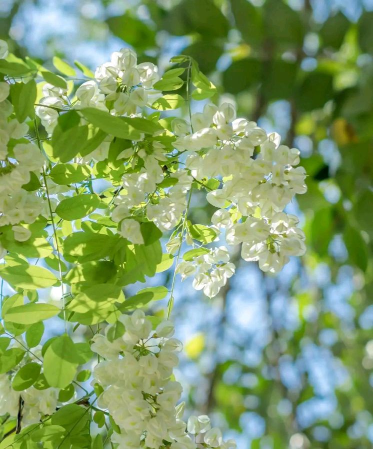 杨槐花开了（原创）文/曹静实（陕西）（图3）