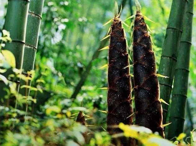 生命的礼赞(组合)诗||于兴庆(图19)