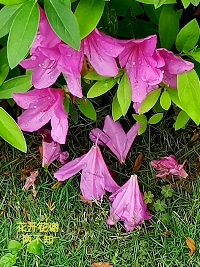 《九江文学社：有声文学平台》《初夏的雨点花缘》文/梦在远方 朗诵/诗婧（图3）