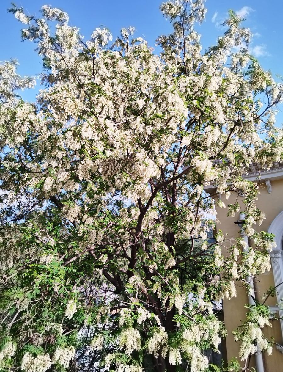 摇曳的槐花～诗||诗虹（图8）