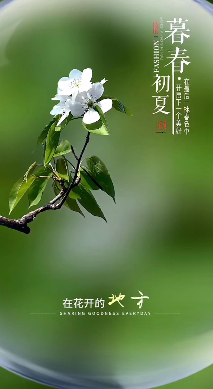 临江仙-暮春月季火样红（组合）词||李振林（图8）