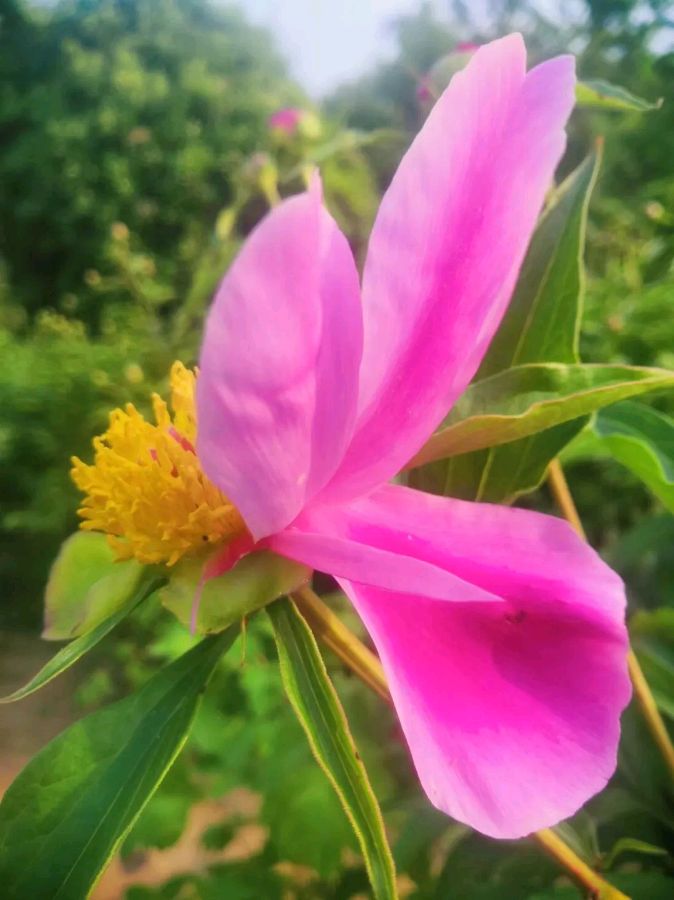 荐赏：挖野菜//文／洪年松（河南）//《炎黄诗歌》征稿//都市头条（图3）
