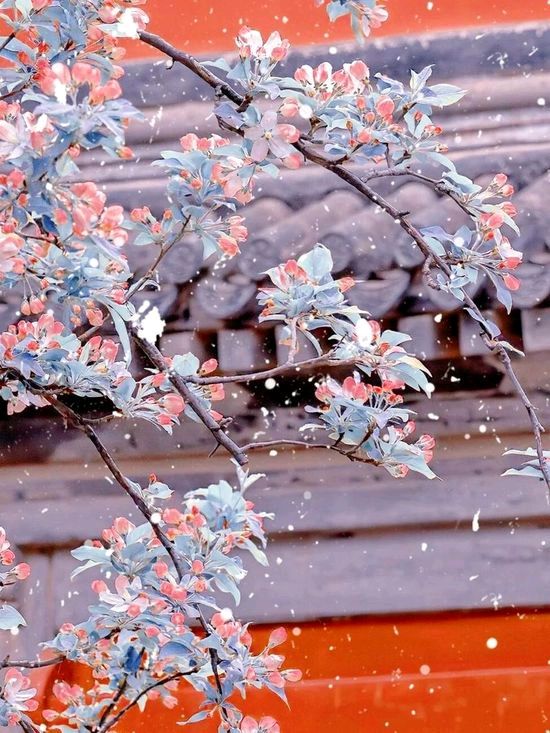 《花未眠》作者:黑子【主播:悠闲】【桃源国际诗歌文化传媒】用声音传递温暖以诵读致敬人生♬（图7）