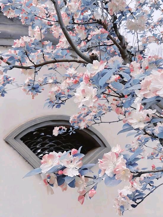 《花未眠》作者:黑子【主播:悠闲】【桃源国际诗歌文化传媒】用声音传递温暖以诵读致敬人生♬（图8）