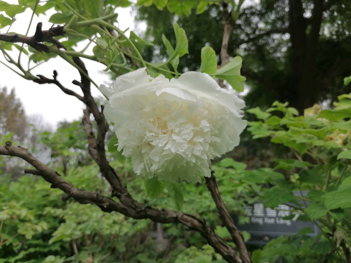 晚春，情也悄悄心也悄悄（图2）