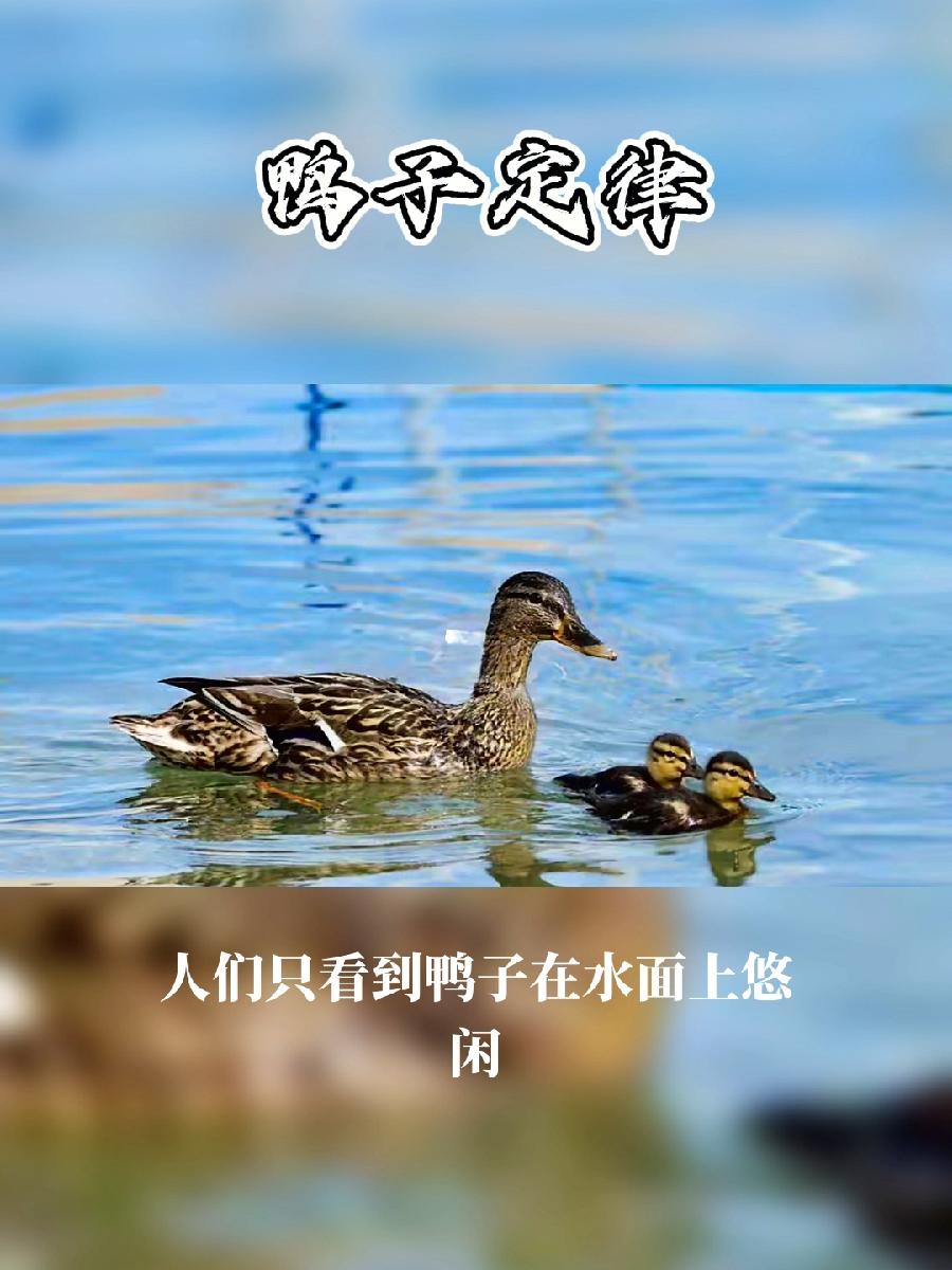渔家傲-鸭子定律有感（组合）词||李振林（图8）