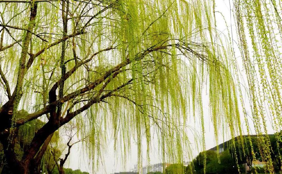 五律-雨霁～诗||雅轩琴韵（图16）