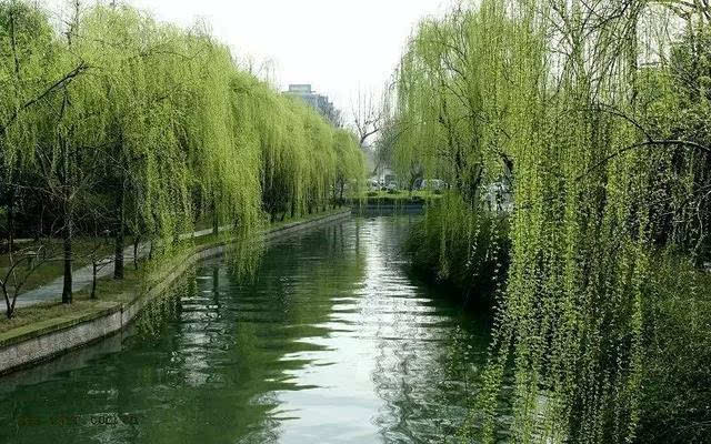 柳树2 柳树2