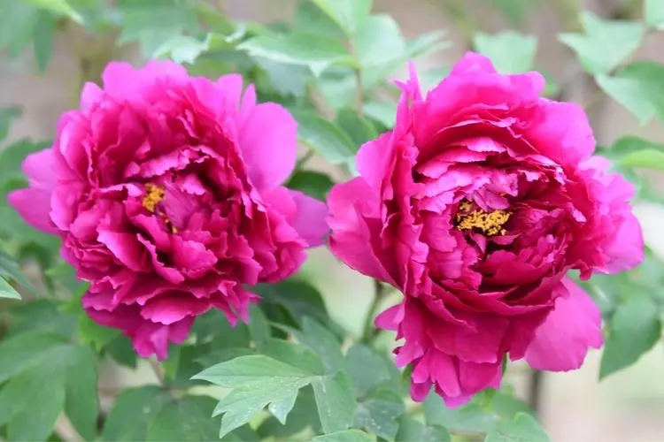 牡丹花2.webp (1) 牡丹花2.webp (1)
