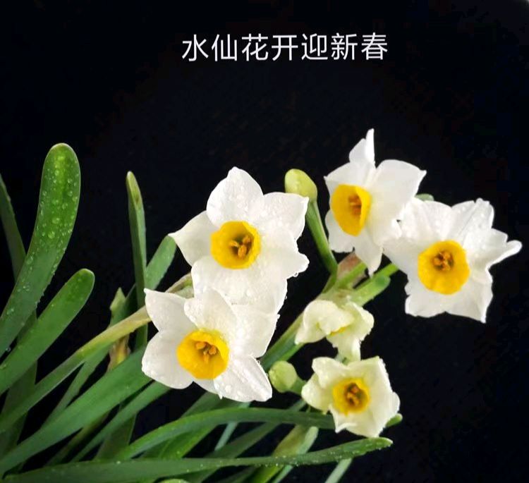 荐赏：启功与《水仙诗》教授熊静中-中华诗经阁杂文部部长兼荣誉顾问（图6）