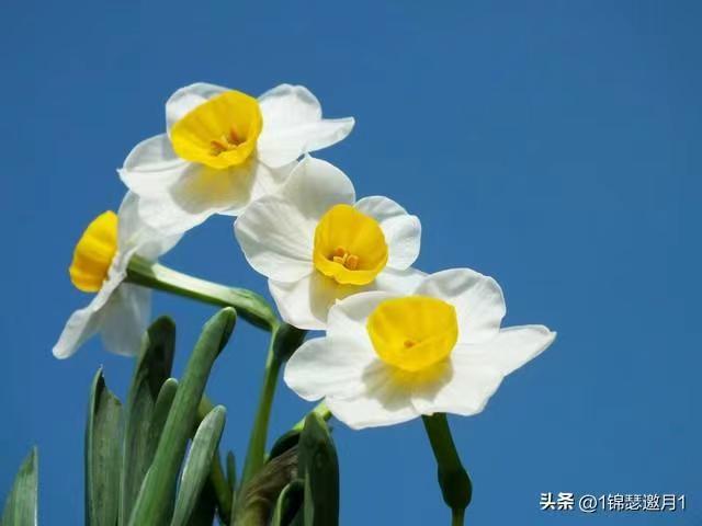 荐赏：启功与《水仙诗》教授熊静中-中华诗经阁杂文部部长兼荣誉顾问（图9）