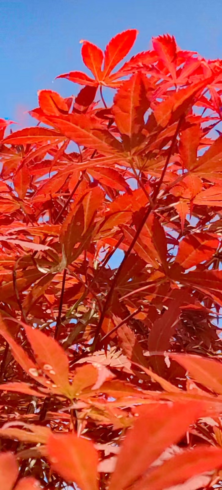 武陵春-晚春枫叶红~词||紫色梦幻(图8)
