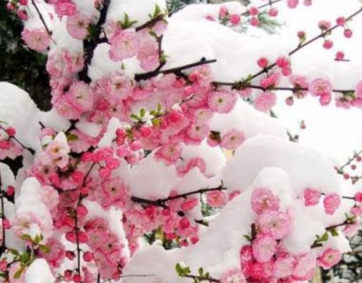 《遇见》作者/风轻 主播/馨园小主 主编/胡琴（图4）