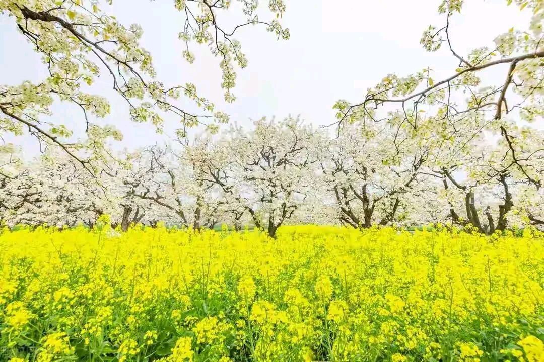 《省略号》作者:吴丽跃 诵读:于凤霞 [中国现代诗歌文化传媒]（图10）