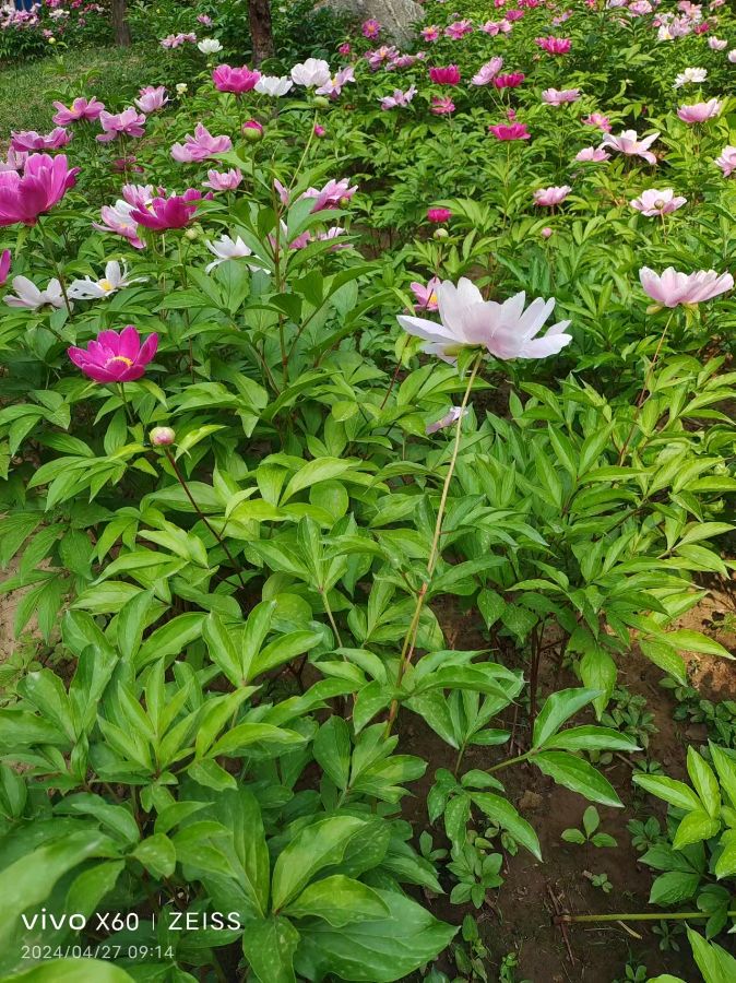 【荣耀中国】现代诗 活出自己的模样文/虞慧（江西）（图2）