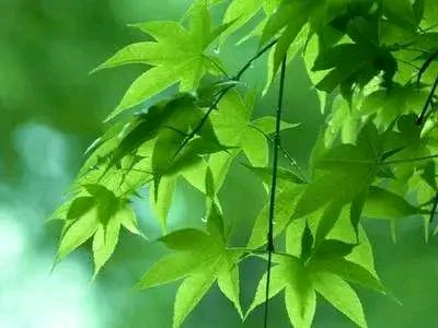 东方书剑的《【中吕 醉高楼】春之尾》