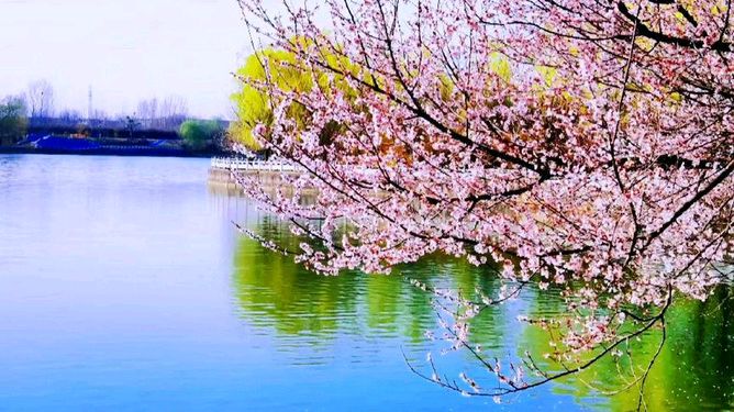 步蟾宫*春日留韵 金夜（兰州）（图3）