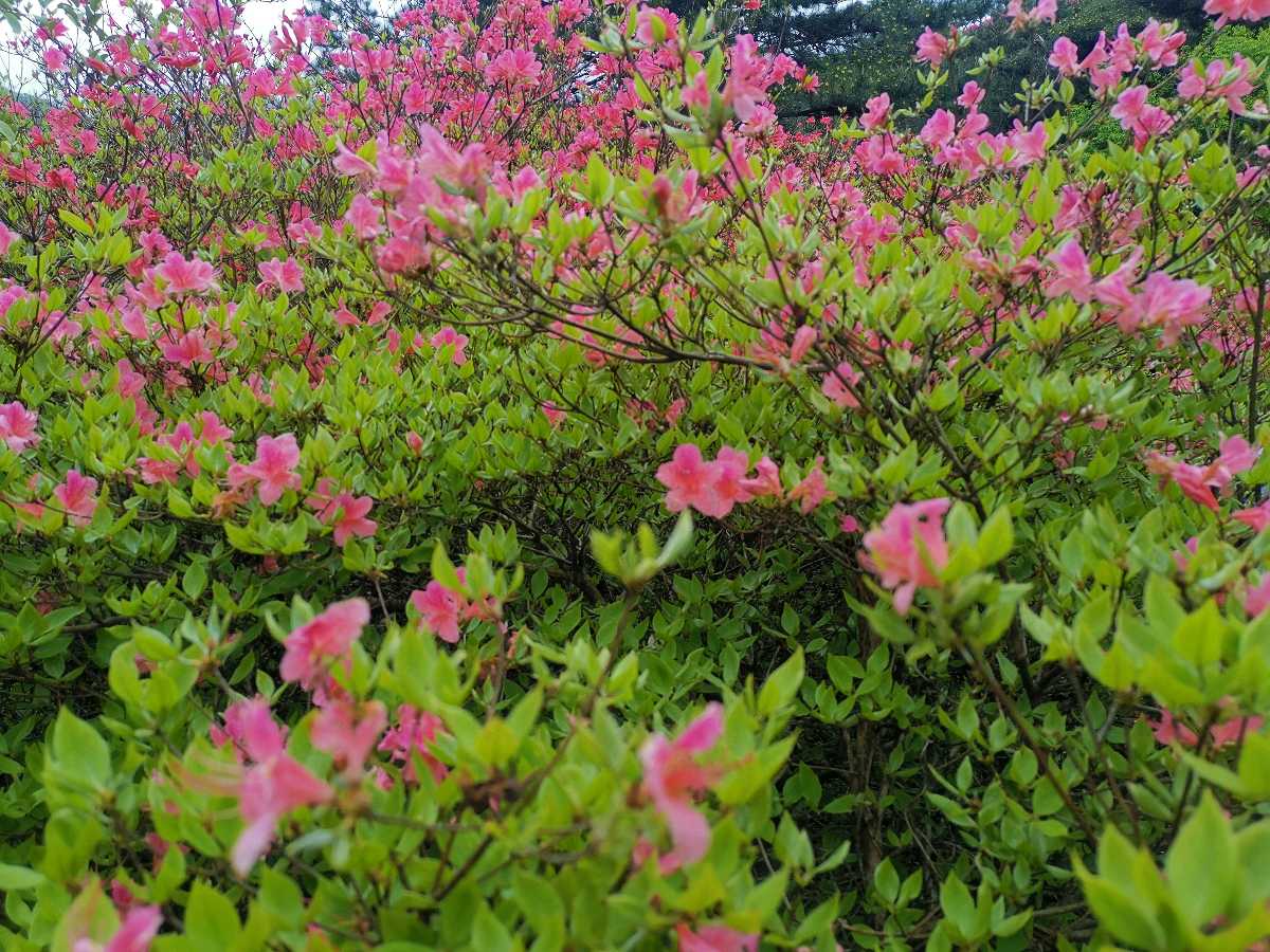 约在麻城 (散文)◎ 红榜作家 沈 志 武(图5)