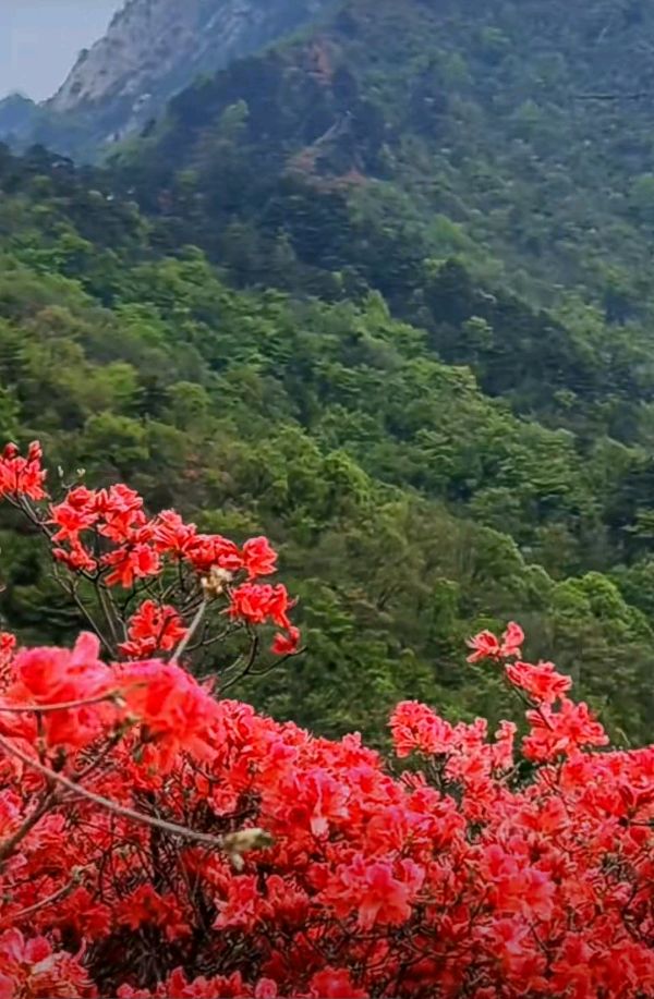 约在麻城 (散文)◎ 红榜作家 沈 志 武