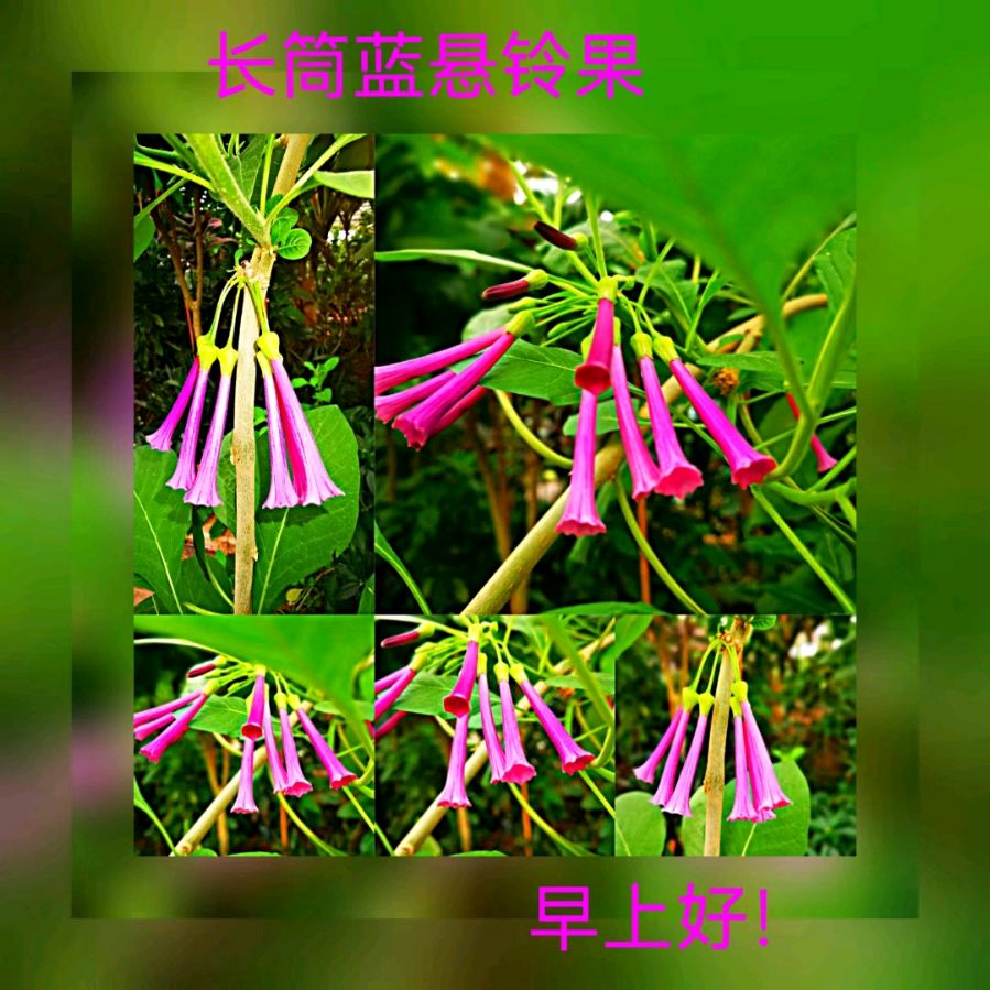联机全球发布马洪武作品欣赏（图86）