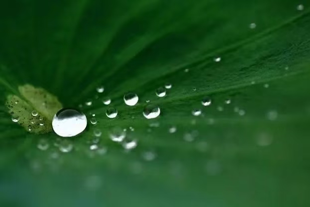 雨后荷塘（文/许碧霞）……莲叶之珠文学社（图3）