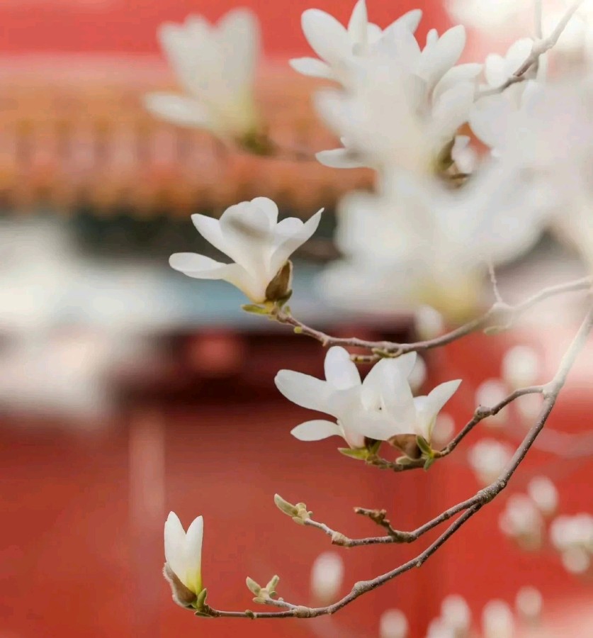 扬帆起锚 ‖ 作者/雷金钟 朗诵/田洁（图8）
