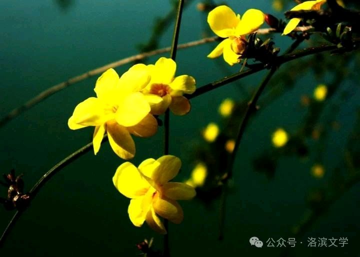 【名家风采】花儿绽放//风华依旧//《华夏诗人》征稿//都市头条（图6）