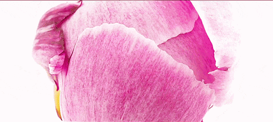 【名家风采】花儿绽放//风华依旧//《华夏诗人》征稿//都市头条（图11）