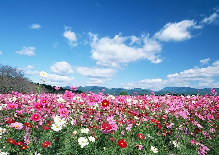 初夏～诗||刘瑞宝（图11）
