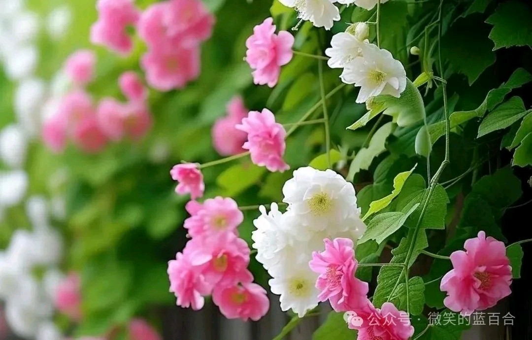 五月的鲜花 ‖ 作者/碑林路人 朗诵/田洁（图5）