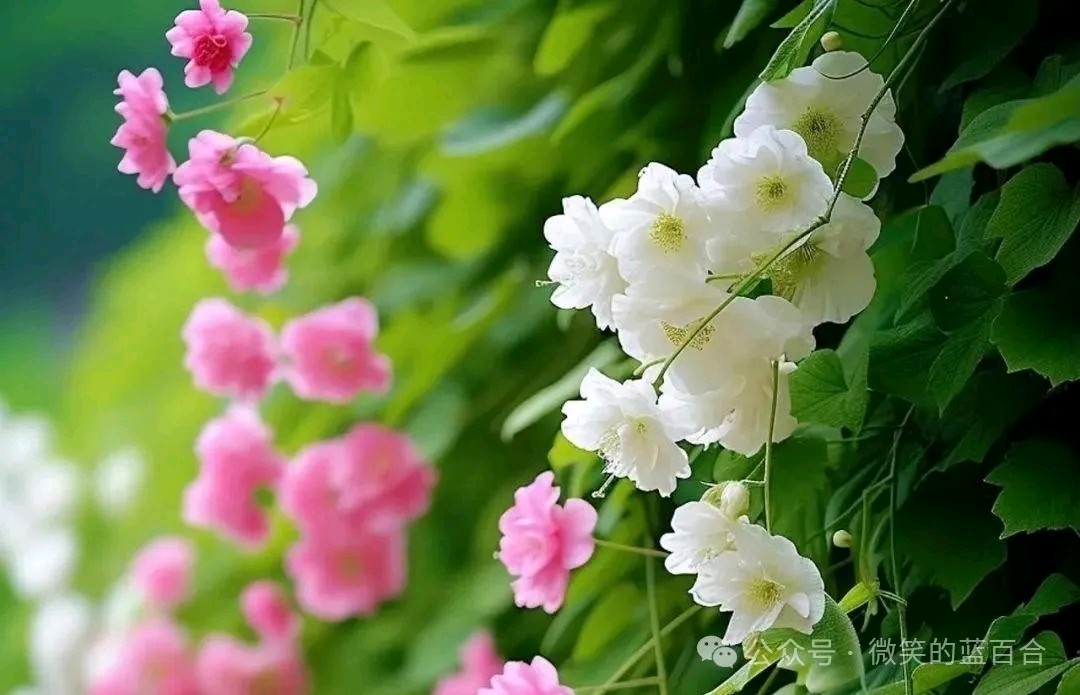 五月的鲜花 ‖ 作者/碑林路人 朗诵/田洁（图7）