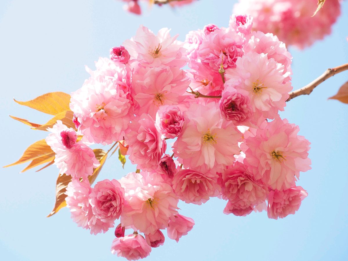 樱 花 语 ‖ 作者/碑林路人 朗诵/田洁（图4）