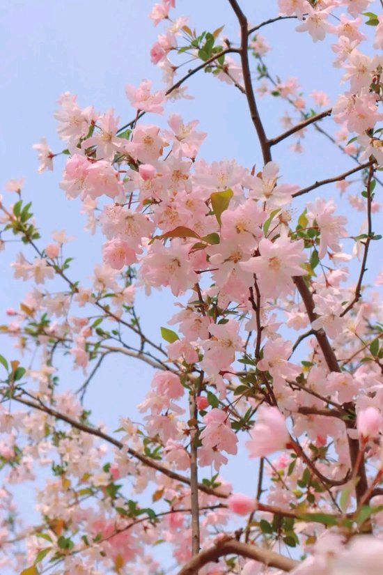 樱 花 语 ‖ 作者/碑林路人 朗诵/田洁（图6）