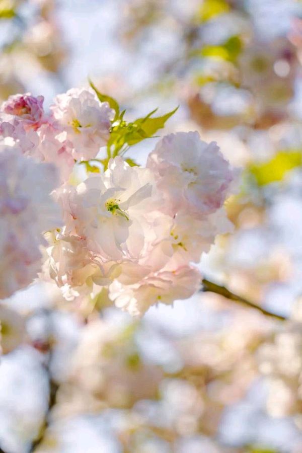 樱 花 语 ‖ 作者/碑林路人 朗诵/田洁（图7）