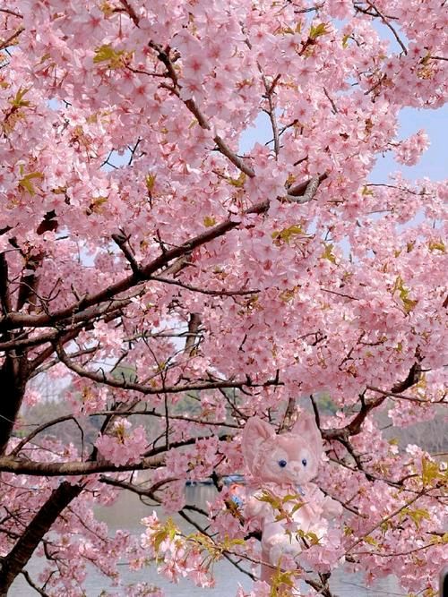 樱 花 语 ‖ 作者/碑林路人 朗诵/田洁（图11）