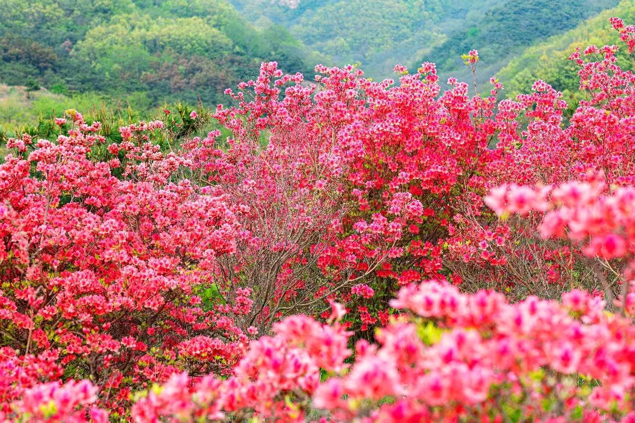 辞春迎夏好事近（外二首）/王福中（图4）
