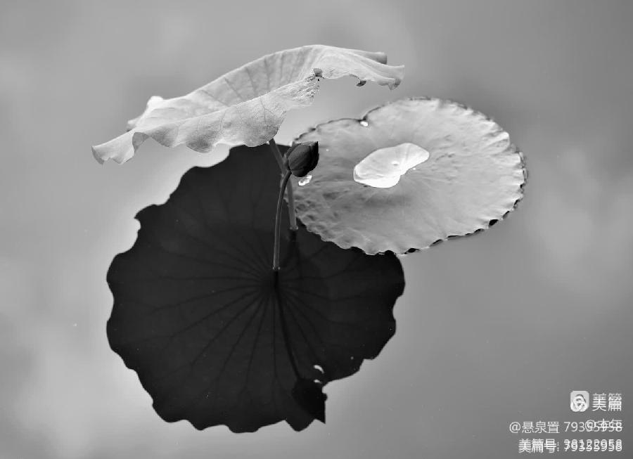 ［一个人的树洞］孤独的领悟（文/悬泉置）……莲叶之珠文学社（图9）
