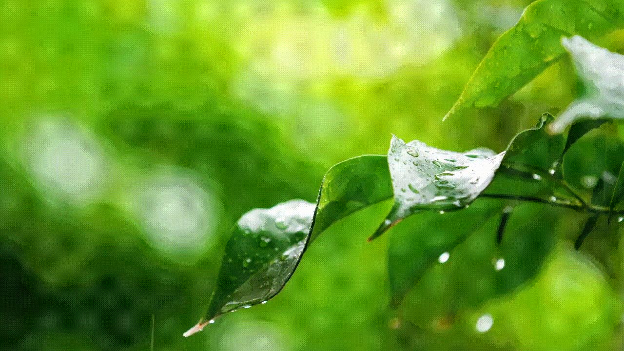 《绿叶》作者/肖朝光 诵读/独自美丽 馨睿 编辑制作/雨杉【花雨馨声】第628期（图3）