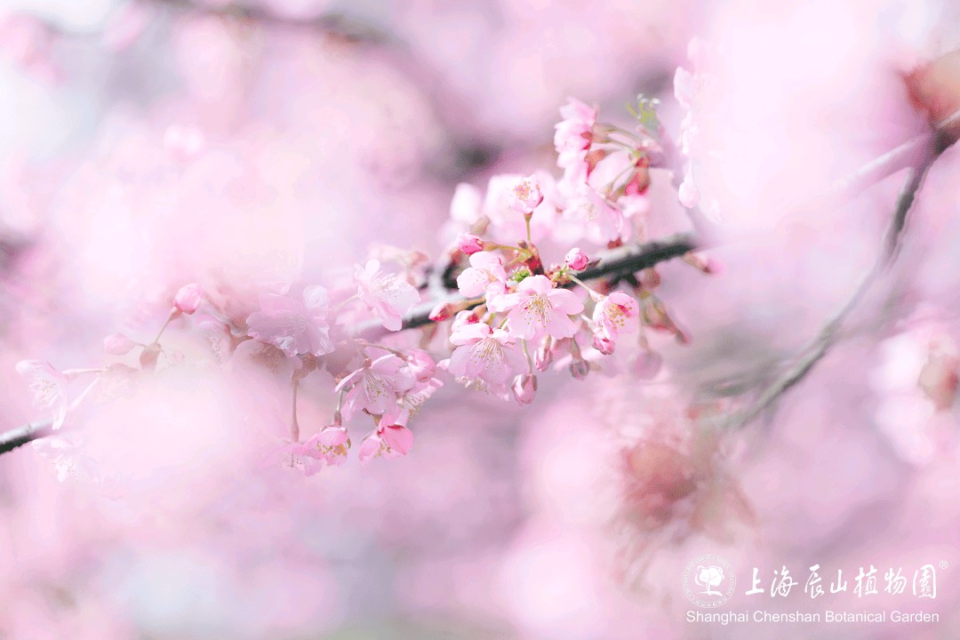 母爱如水 ‖ 作者/雷金钟 朗诵/弘华（图7）