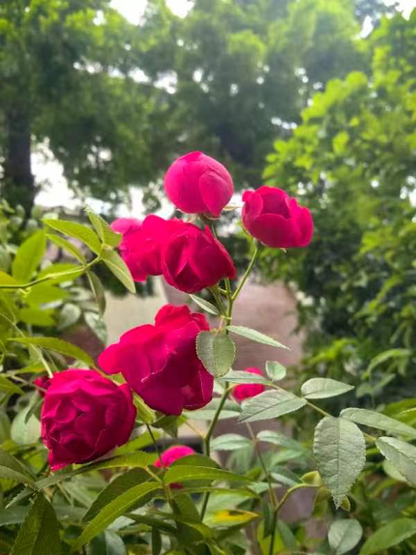 绽放青春的色彩一一献给五..四青年节的诗语|图/文·蒋卫平(武汉)(图3)