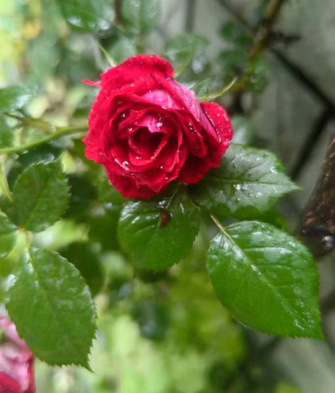 绽放青春的色彩一一献给五..四青年节的诗语|图/文·蒋卫平(武汉)(图2)