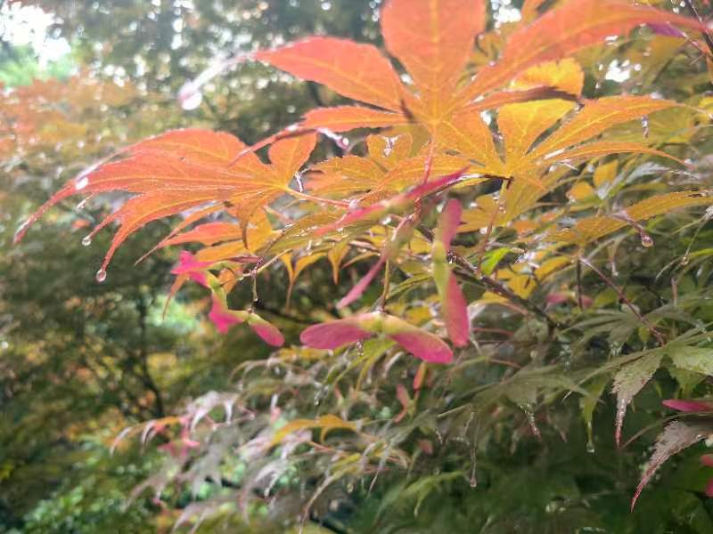 绽放青春的色彩一一献给五..四青年节的诗语|图/文·蒋卫平(武汉)