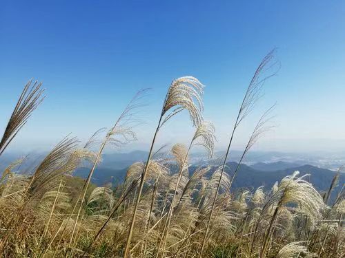 红梅诗歌文化传媒||刘传培（蓝衫布衣）诗词30首（图5）