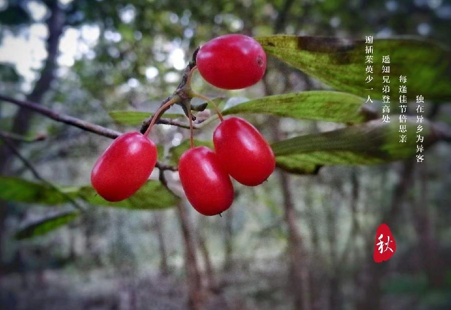红梅诗歌文化传媒||刘传培（蓝衫布衣）诗词30首（图8）