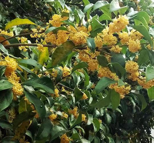 红梅诗歌文化传媒||刘传培（蓝衫布衣）诗词30首（图9）