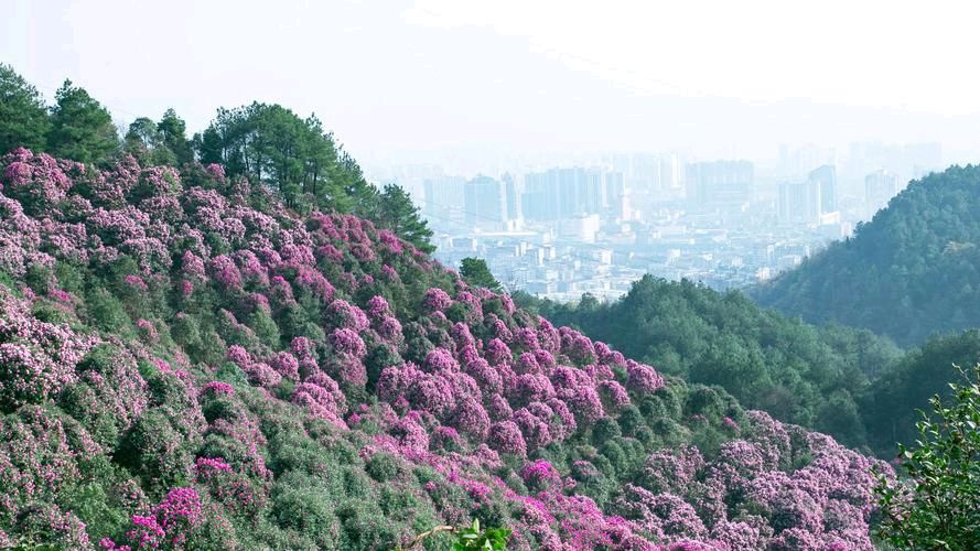 【经典推荐】曾培方//立夏感怀[外二首]（图5）