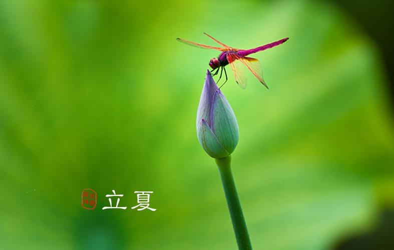 临江仙-风轻雨歇云烟淡(组合)词||李振林(图14)